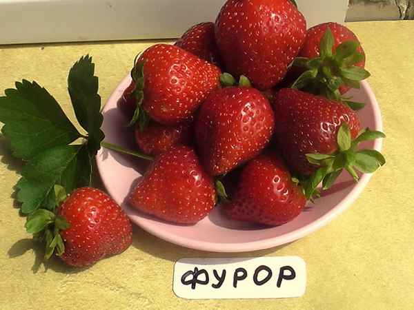 клубника фурор: описание сорта, фото, отзывы садоводов об урожайности