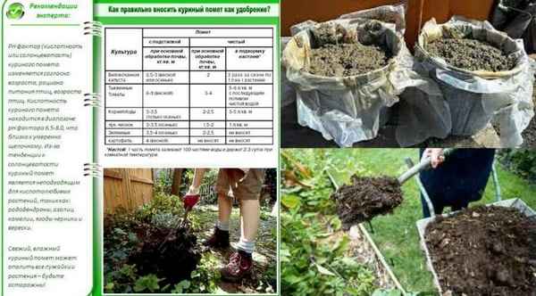 куриный помет для малины: правила удобрения весной, летом и осенью + видео