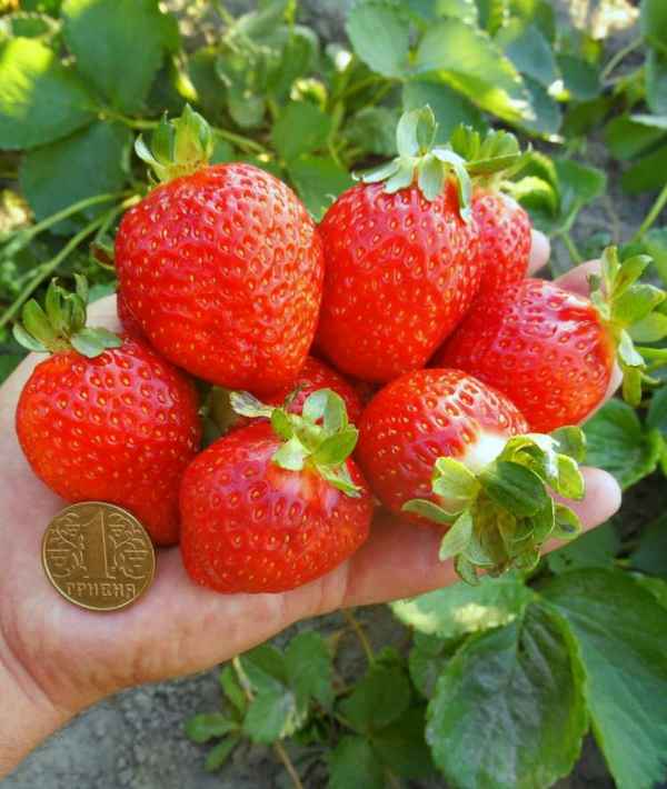 клубника сан-андреас: описание, хаpaктеристика сорта, фото, отзывы