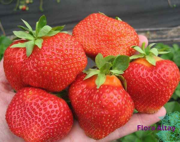 клубника элиане: описание сорта, фото, отзывы садоводов