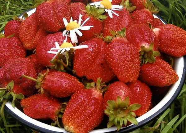 клубника женева: описание сорта, фото, отзывы, урожайность