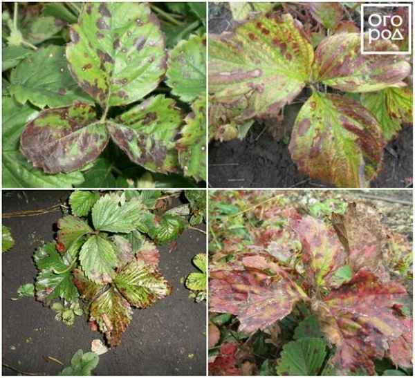 Пятна на листьях клубники: фото и чем лечить (народные средства и химия)