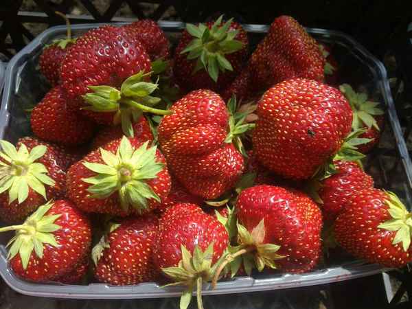 клубника кама: описание сорта, фото, отзывы