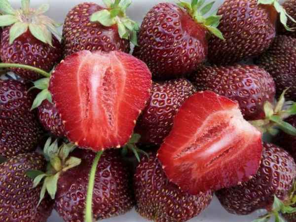 клубника черный принц: описание сорта, урожайность, фото