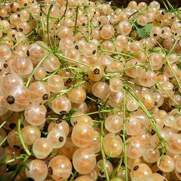 белая смородина: лучшие сорта для Подмосковья и Урала