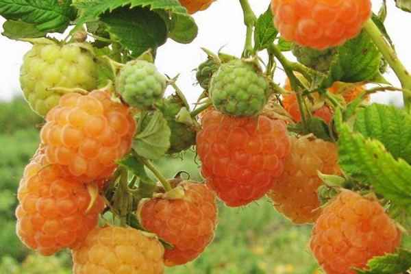 малина золотые купола: описание сорта, фото, отзывы