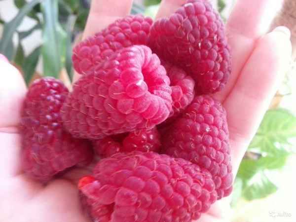 малина шапка мономаха: описание сорта, фото, отзывы