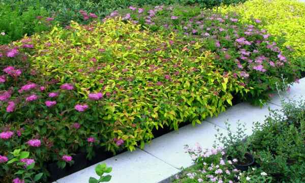 спирея японская литл принцесс и голден принцесс: описание сортов с фото, уход, место в ландшафтном дизайне