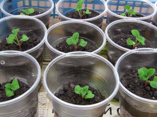 пикировка сальвии: сроки, подкормка после пикировки + видео