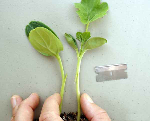 прививка арбуза на тыкву: как правильно сделать, фото + видео