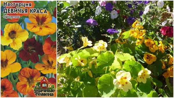 настурция девичья краса: фото и описание сорта, отзывы, особенности выращивания рассады