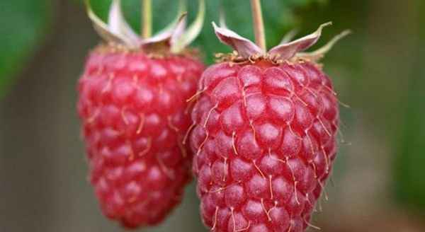 малина новость кузьмина: отзывы садоводов, описание сорта, урожайность с одного куста + фото