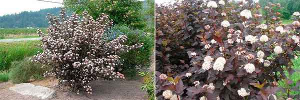 пузыреплодник калинолистный диабло: уход, обрезка весной, место в ландшафтном дизайне + фото