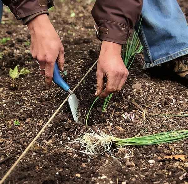 лук-порей: выращивание и уход в Сибири (посадка на рассаду, когда убирать) + фото и видео