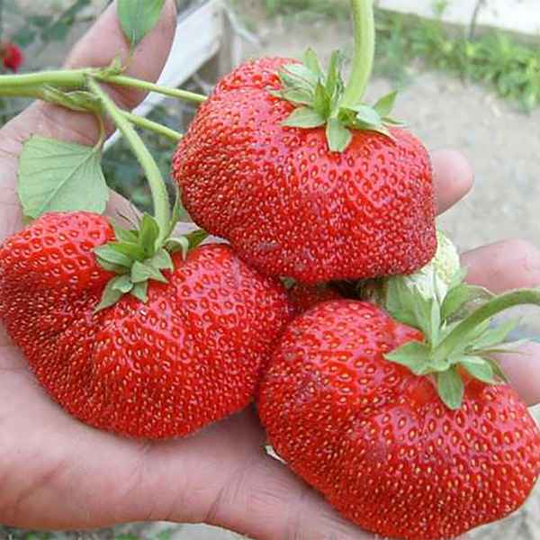 клубника богота: описание сорта, фото, отзывы