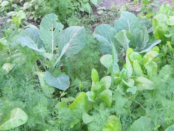 с чем рядом можно посадить щавель