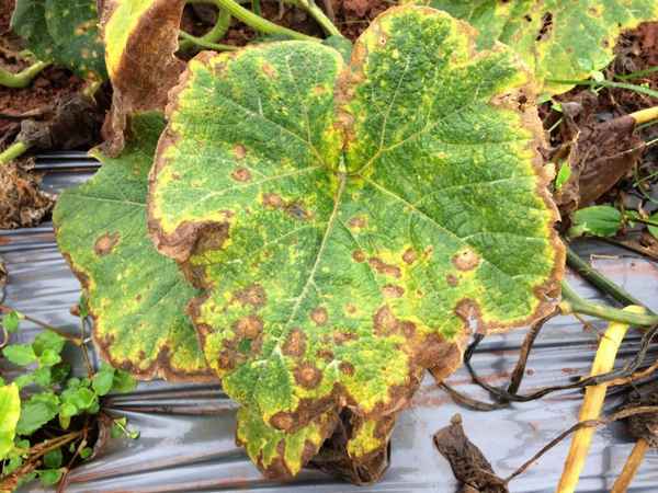 почему у тыквы желтеют листья и что делать