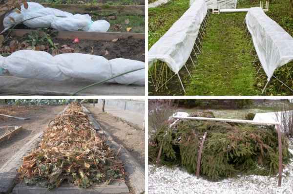 укрытие ежевики на зиму в средней полосе