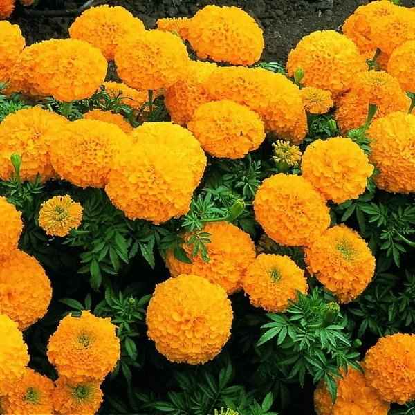 бархатцы: сорта с фото и названиями, описание, отзывы садоводов