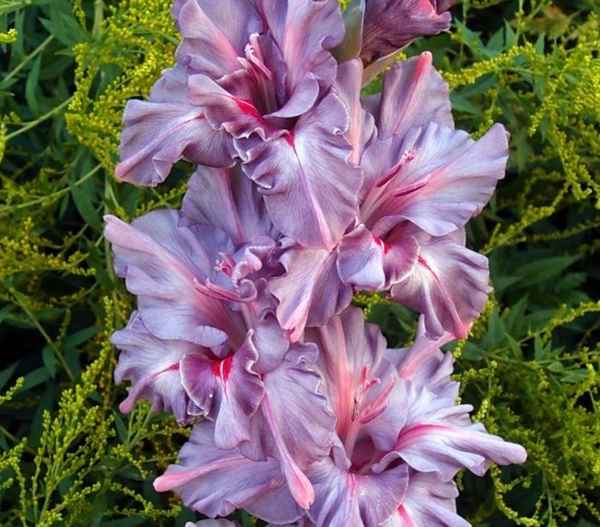 гладиолусы: сорта с фото и названиями, и их хаpaктеристики