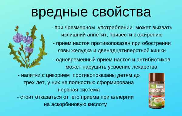 цикорий: польза и вред, отзывы врачей про полезные свойства и противопоказания, когда и как собирать