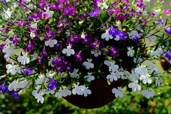 лобелия ампельная: лучшие сорта + описание и фото, посадка и уход