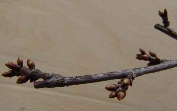 почему не распустились почки у черешни