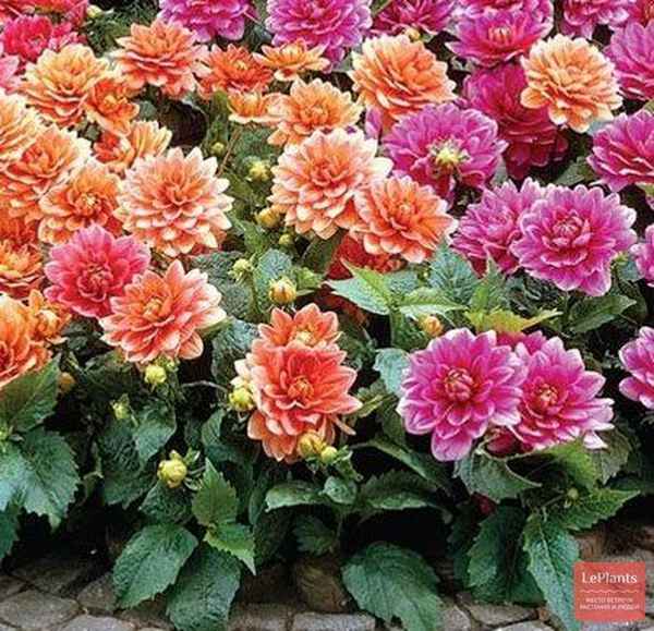 ге opгины сорта с фото и названиями (высокорослые, низкорослые, однолетние, многолетние)