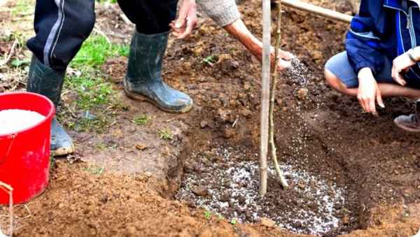чем и когда нужно подкармливать грушу и яблоню