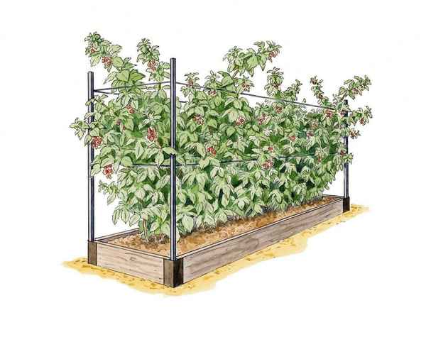 что можно посадить рядом с малиной, чтобы не расползалась