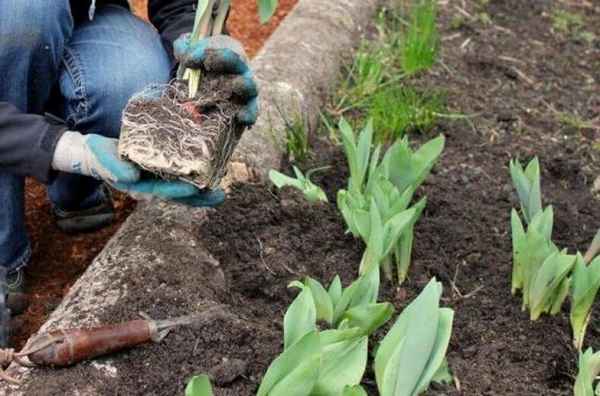 когда можно пересадить тюльпаны на другое место (летом, весной, осенью)