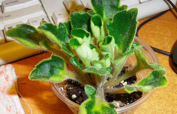 почему у фиалок закручиваются листья во внутрь и что делать