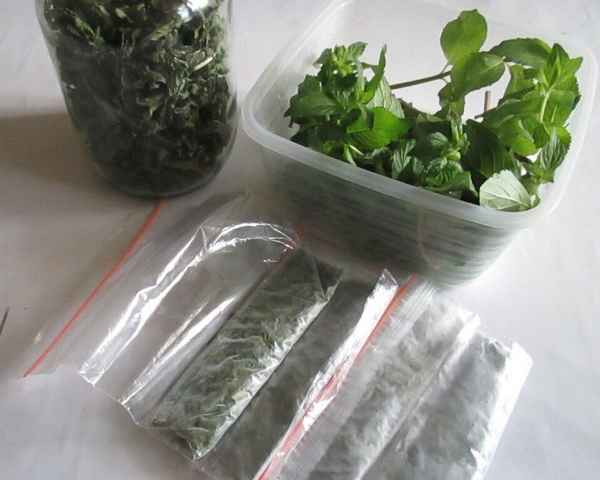 Как заготовить мяту на зиму: советы как правильно сушить и заморозить мяту