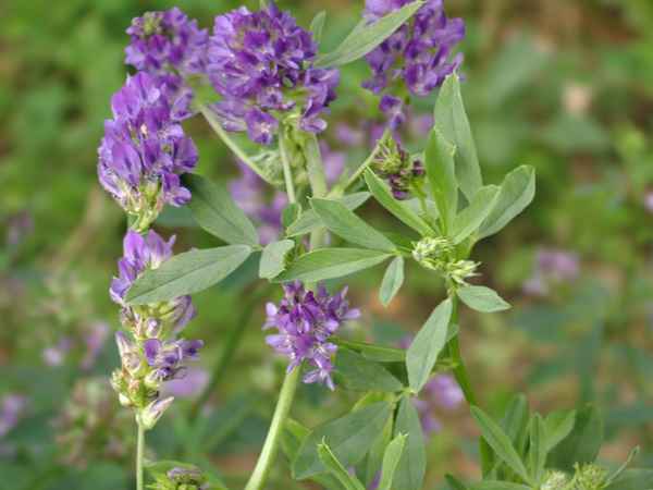 люцерна полезные свойства и противопоказания, вред и польза для здоровья + фото