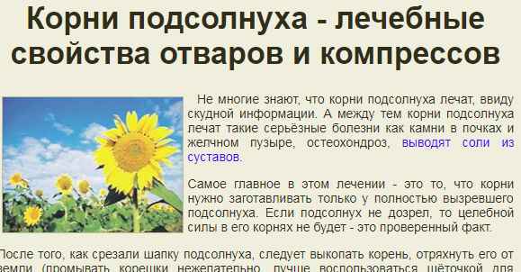корень подсолнуха: польза и вред для женщин и мужчин, полезные свойства и противопоказания + видео
