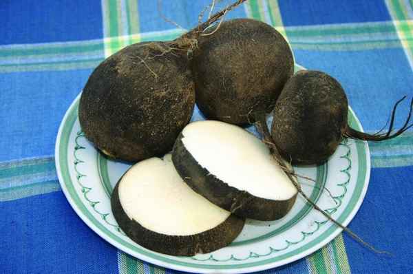 редька черная: польза и вред для здоровья, отзывы