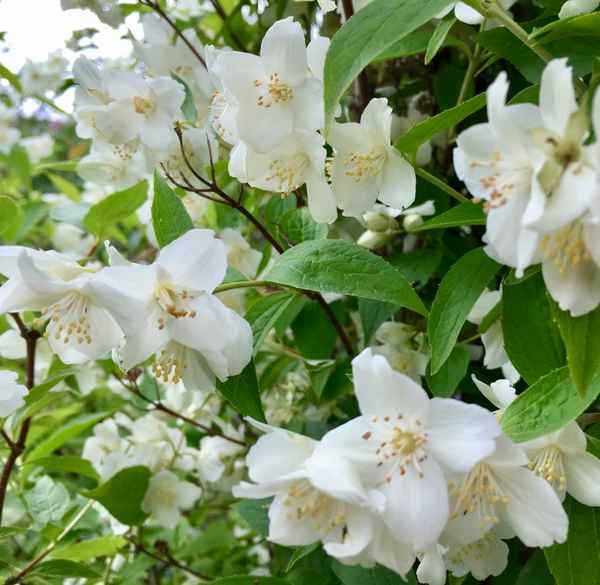 чубушник: сорта, фото и описание, хаpaктеристики, отзывы