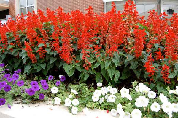 сальвия: лучшие сорта, фото цветов + видео когда сажать рассаду