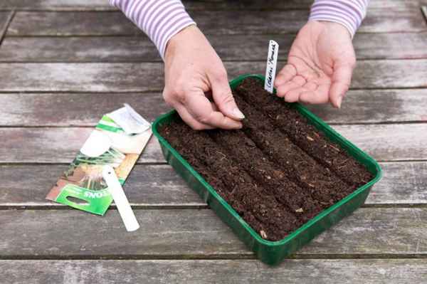 посев корневого сельдерея на рассаду: видео как вырастить корневой сельдерей из семян