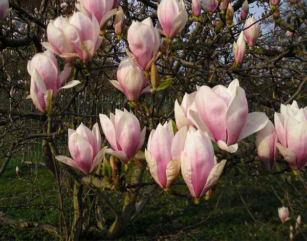 тюльпанное дерево магнолия