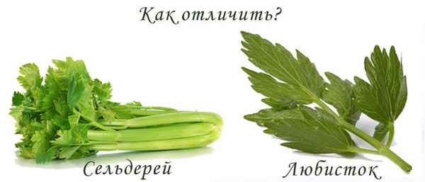 любисток и сельдерей это одно и тоже или нет + фото