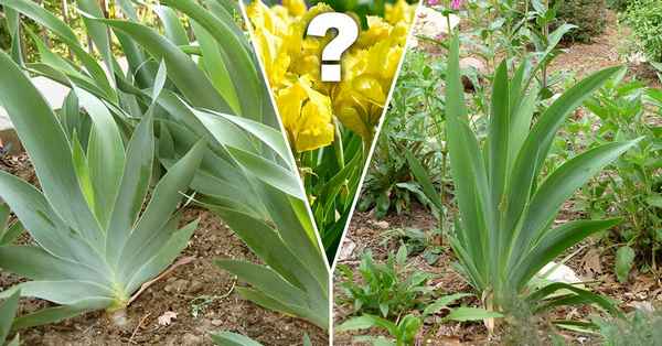 почему не цветут ирисы и что делать