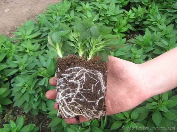альстромерия: посадка и уход в открытом грунте, как вырастить из семян + фото