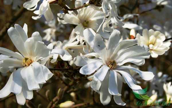 магнолия звездчатая: посадка и уход, зимостойкость, сорта + фото
