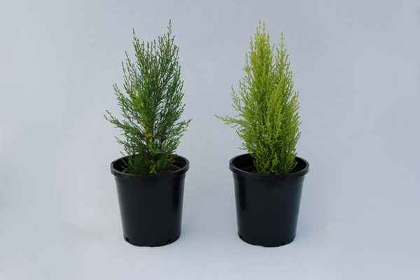 кипарис комнатный: уход в домашних условиях и что делать если он сохнет + фото