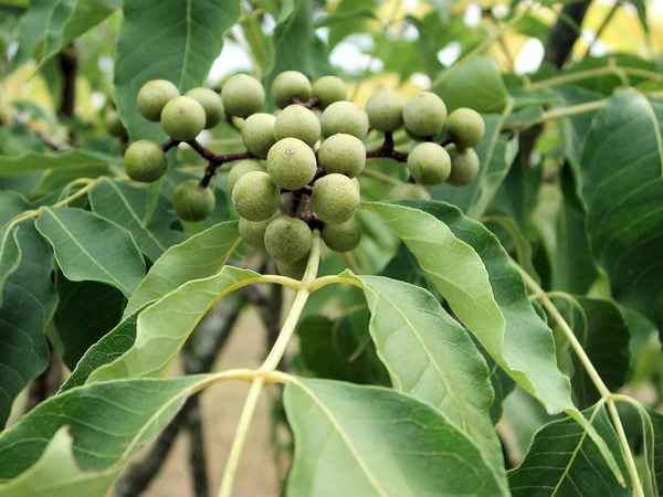 бархат амурский (феллодендрон): фото, лечебные свойства, посадка и уход