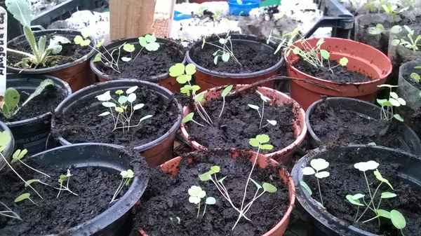 аквилегия выращивание из семян: стратификация в домашних условиях, когда сажать в грунт + фото цветов