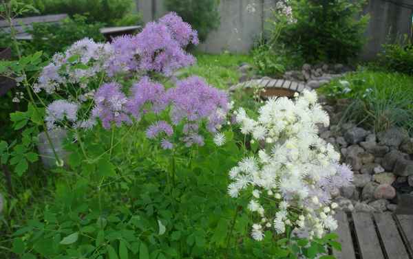 василистник: посадка и уход, сорта, выращивание из семян + фото в саду