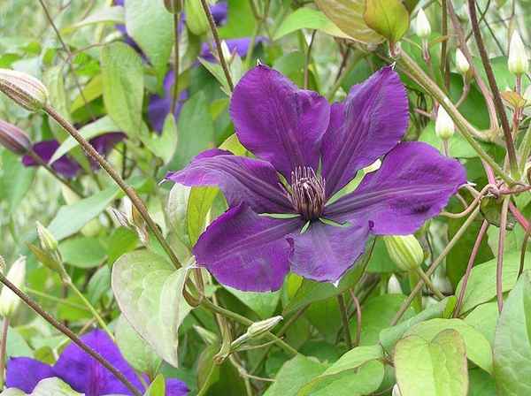клематисы - лучшие сорта для Подмосковья: описание с фото, отзывы + видео