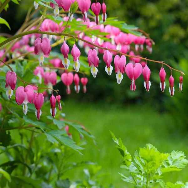 дицентра великолепная: особенности сорта, посадка и уход, болезни, фото цветка